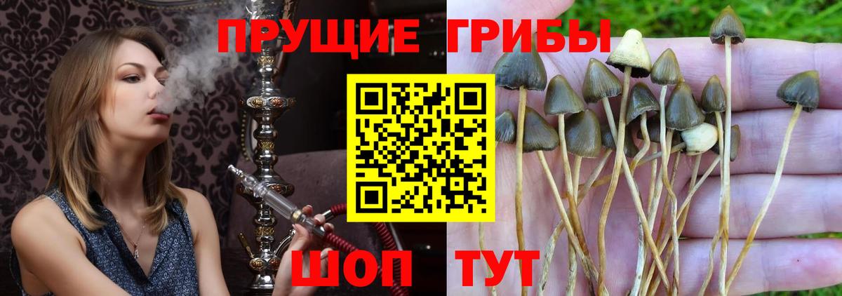 Орск  Галлюциногенные грибы Magic Shrooms  цены   Галлюциногенные грибы прущие грибы  Вход с VPN 